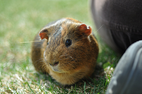 Gingie the guinea pig
