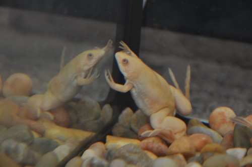picture of frog named Gero